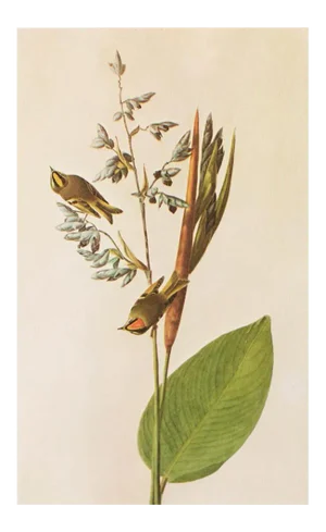 1966 Vintage Cottage Print "American Golden-Crested Wren & Golden-Crowned Kinglet" After John James Audubon