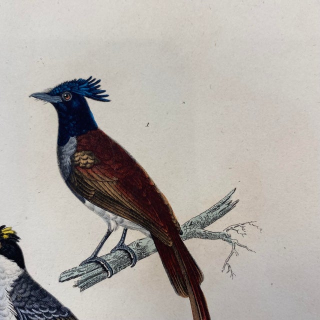 French Antique 18th Century Bird Engraving Hand Colored Signed Artwork For Sale - Image 4 of 11