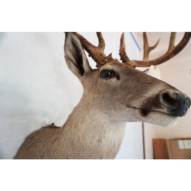 Whitetail Deer 9 Point Mount Head and Bust For Sale - Image 11 of 18
