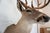 Whitetail Deer 9 Point Mount Head and Bust For Sale - Image 11 of 18