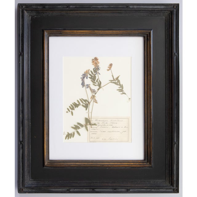 Wood Custom Framed Vintage Finnish Herbarium Botanical Specimens - Set of Four For Sale - Image 7 of 18