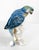 We are selling this nice porcelain figure of a Macaw parrot. This porcelain figure is well modeled with a soft colorful...