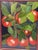 Mid 20th Century Mid 20th Century Rustic Apple Harvest Painting in Heavily Distressed Red Wood Frame For Sale - Image 5 of 11