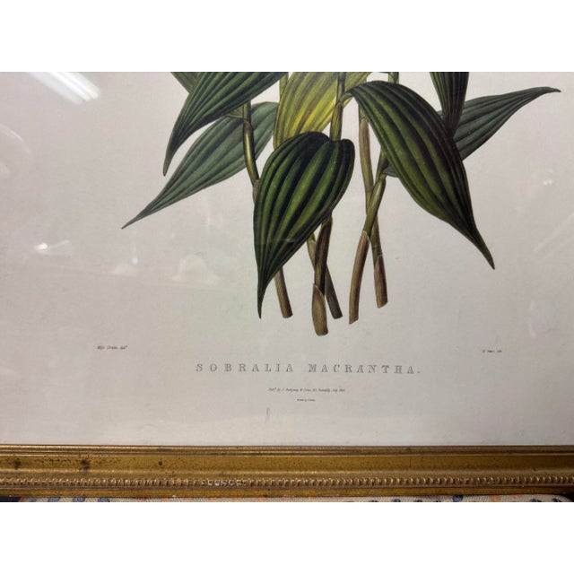 Printmaking Materials Antique Gilt Framed Botanical Print Titled Sobralia Macrantha Orchid Reproduction For Sale - Image 7 of 9