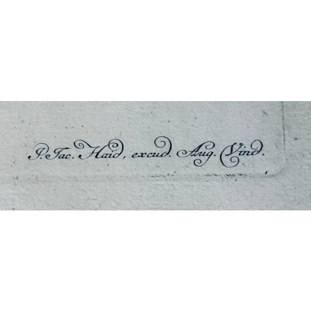 19th Century 19th C. Hand Colored Engraving Botanical For Sale - Image 5 of 11