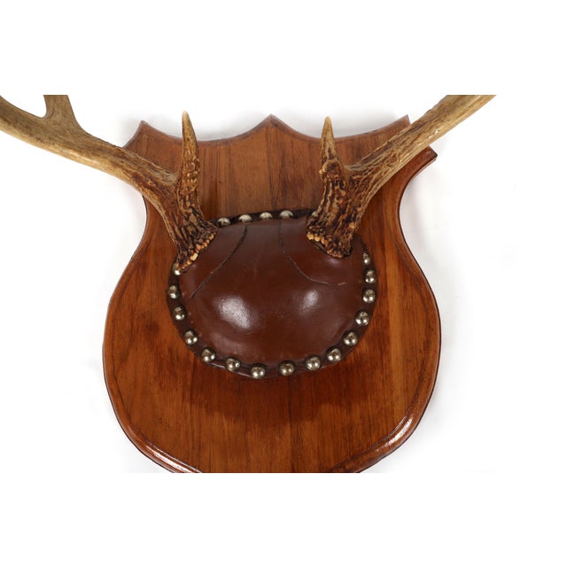 Brass Set of 4 Vintage Mounted Deer Antlers With Leather and Brass Tacks For Sale - Image 8 of 15