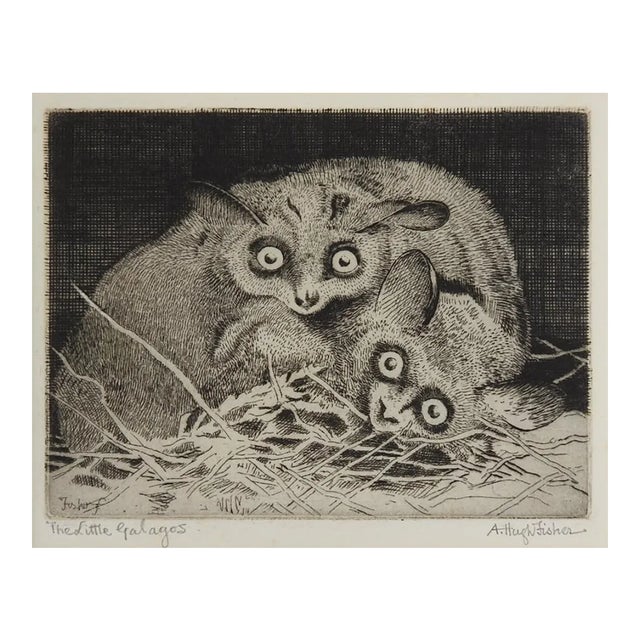 Early 20th Century Galagos Bush Babies Etching For Sale