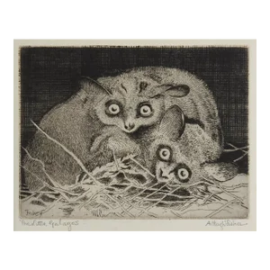 Early 20th Century Galagos Bush Babies Etching