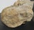 Mid 19th Century Limestone Satyr Head For Sale - Image 5 of 8