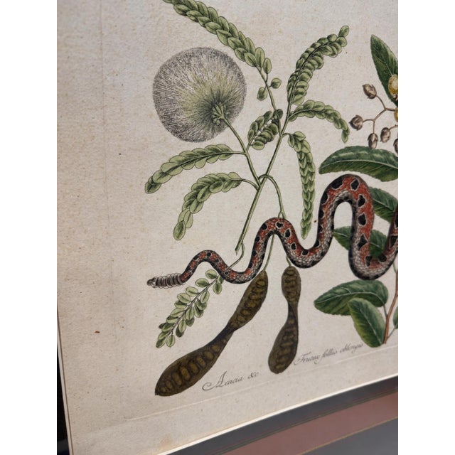 George Edwards Mark Catesby, the Small Rattle-Snake, Plate 42 - 18th C 'Vipera Caudisona Minor' For Sale - Image 4 of 9