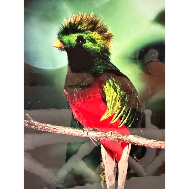 English Michael Fogden Signed “Resplendent Quetzal” Costa Rica Wildlife Photograph, 11” × 14” Matted For Sale - Image 3 of 11