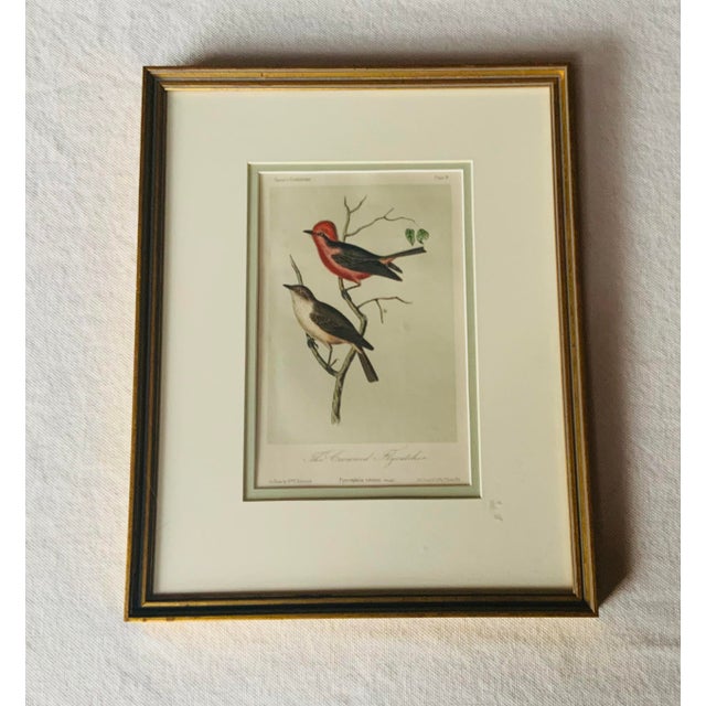 Antique Hand-Colored Litghograph , "The Crowned Flycatcher" C. 1853 For Sale - Image 13 of 18