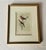 Antique Hand-Colored Litghograph , "The Crowned Flycatcher" C. 1853 For Sale - Image 13 of 18
