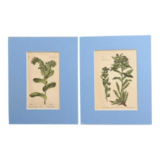 Pair of German 19th Century Botanical Prints - Hand Colored For Sale