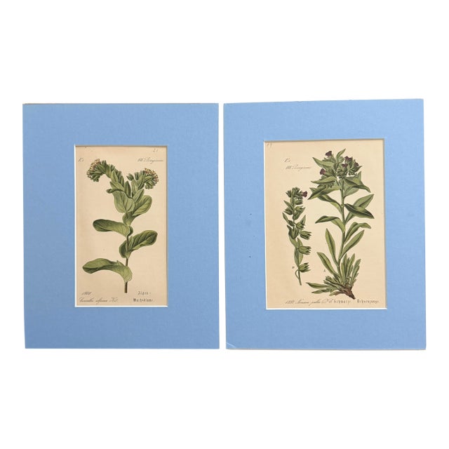 Pair of German 19th Century Botanical Prints - Hand Colored For Sale