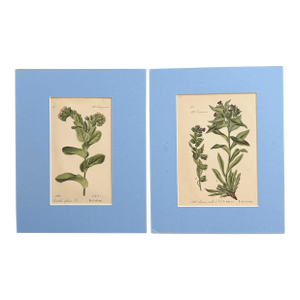 Pair of German 19th Century Botanical Prints - Hand Colored
