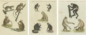 Bertuch, Illustrations of Various Monkeys Including Maki, Prints, Set of 3