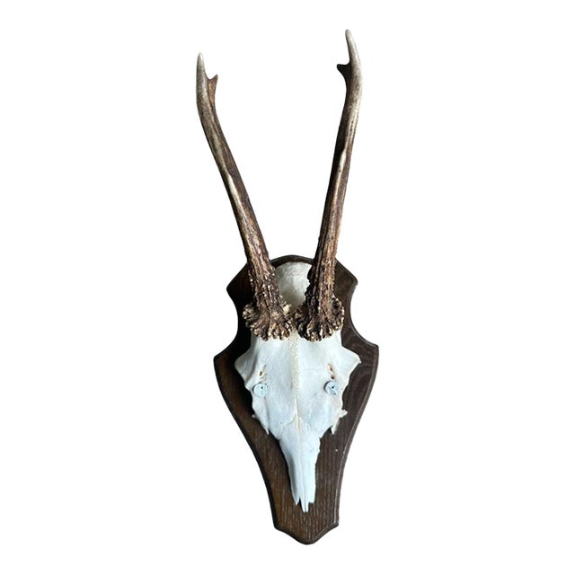 1980s Roe Deer Trophy 22 Black Forest Antlers Mount For Sale