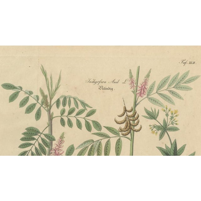 Indigofera & Rubia Tinctorum, 1800s, Paper For Sale - Image 3 of 10
