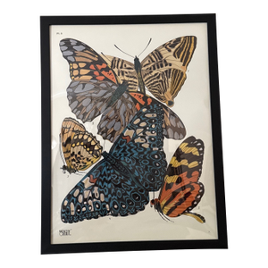 Vintage Insects Giclee Print After Emile-Allain Seguy ~Framed