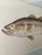1960s John Langley Howard 1960s Bass Fish Watercolor Painting Scientific Illustration For Sale - Image 5 of 11