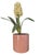 Postmodern Minimalist Peachy Pink Ceramic Cylinder Planter For Sale In Charlotte - Image 6 of 6