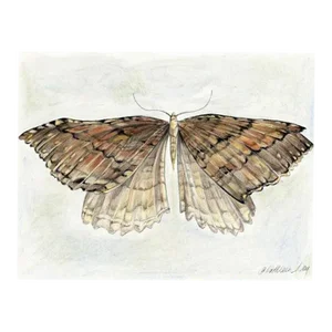 Natural History Drawing "Moth I" Art Print Giclee by Kathleen Ney