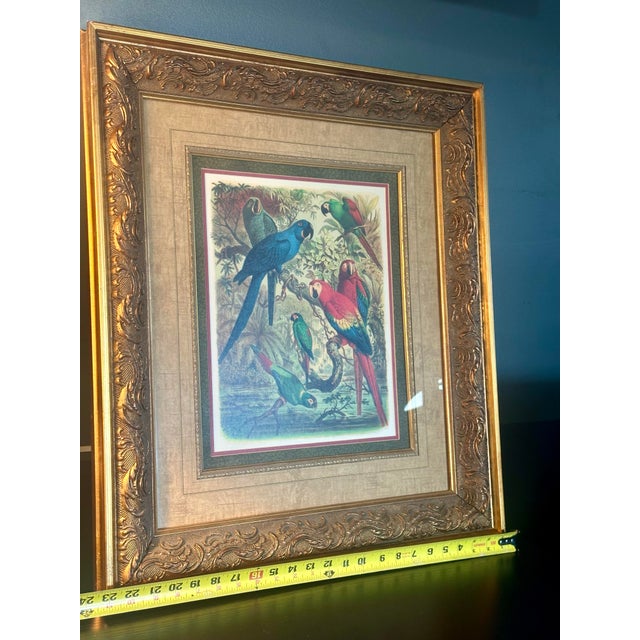 Vintage Tropical Birds III Framed Lithograph Print by Cassell For Sale - Image 6 of 7