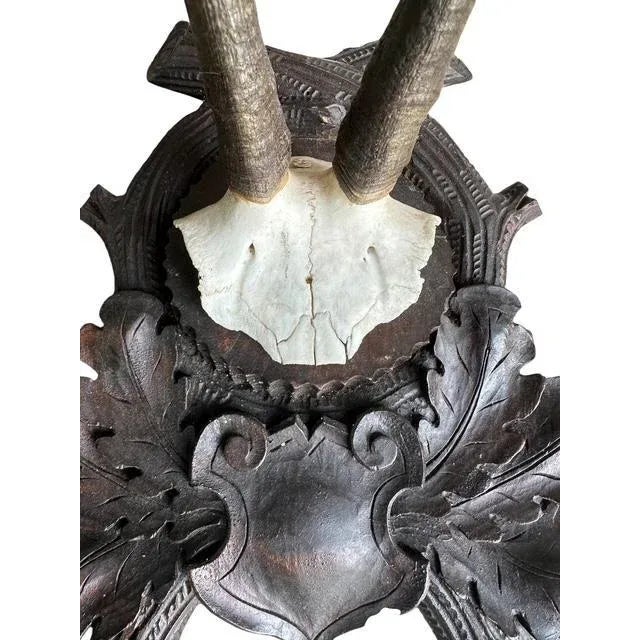 1900 - 1909 Early 1900s XL Chamois Goat Trophy Black Forest Horns Rd150 For Sale - Image 5 of 6