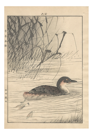 Imao Keinen, Little Grebe, 1892, Print