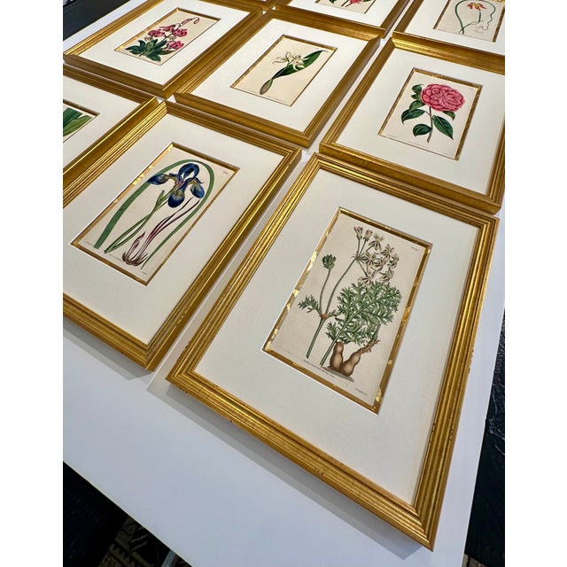 Set of 9 Original 1842 Curtis Botanical Prints in Ornate Gold-Leaf Gesso Matting – Framed For Sale - Image 6 of 15