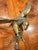 Vintage Brass Eagle For Sale In Greenville, SC - Image 6 of 11