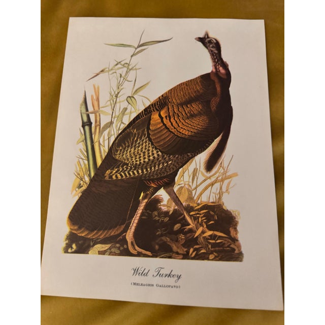 Vintage Audubon Style “Wild Turkey” Ornithological Print, Unframed For Sale - Image 6 of 6