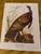 Vintage Audubon Style “Wild Turkey” Ornithological Print, Unframed For Sale - Image 6 of 6