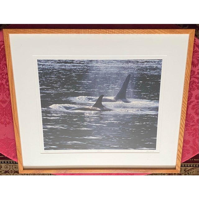 Coastal 1990s Art Wolfe Signed Limited Edition 9/250 Photograph Orcas Sierra Club Oak Frame For Sale - Image 3 of 9