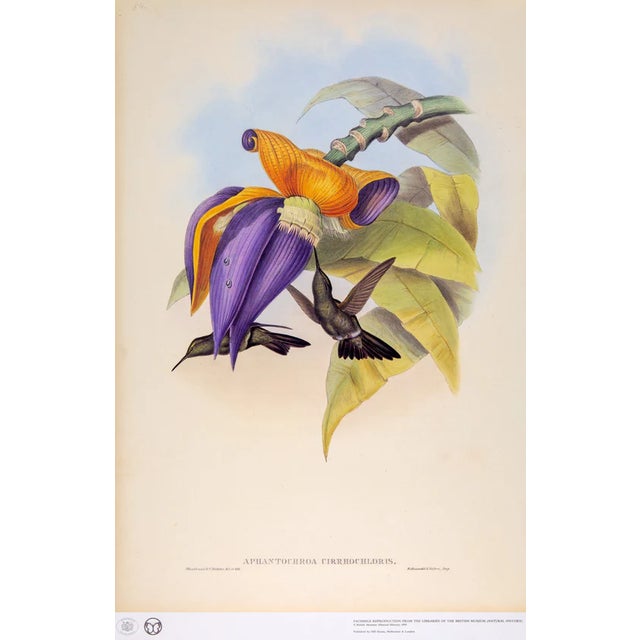 Blue 1990s Framed Print, Sombre Hummingbird Hummingbird (Plate 54- Hill House Edition) Reproduction Print After John Gould For Sale - Image 8 of 9