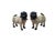 This pair of pugs is made of painted terracotta in Italy in the 1950s. Modeled with wide, expressive eyes and a compact...