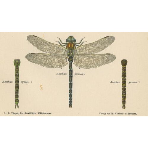 Dragonflies of Central Europe, 1908, Lithograph, Set of 3 For Sale - Image 12 of 14