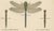 Dragonflies of Central Europe, 1908, Lithograph, Set of 3 For Sale - Image 12 of 14