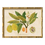 Reproduction Giclee Print of Vintage Fruit & Flowers (5) Art Print, Framed For Sale