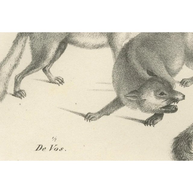 Mid 19th Century Foxes and Fennec Fox and Senegal Jackal in the Wild, 1836, Lithograph For Sale - Image 5 of 10