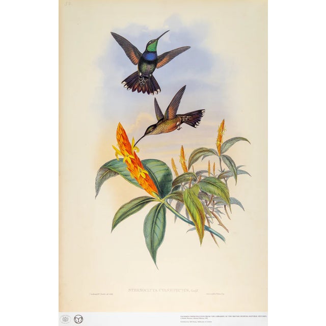 This is a special-edition facsimile of the Blue Breast or Sternoclyta Cyaneipectus (Plate 58) from Volume II of A...