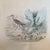 French French Antique 18th Century “L’ibis Blanc and Le Courlis” Bird Engraving Hand Colored Artwork For Sale - Image 3 of 4