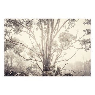 Morgan Silk, Eucalyptus I, Print For Sale