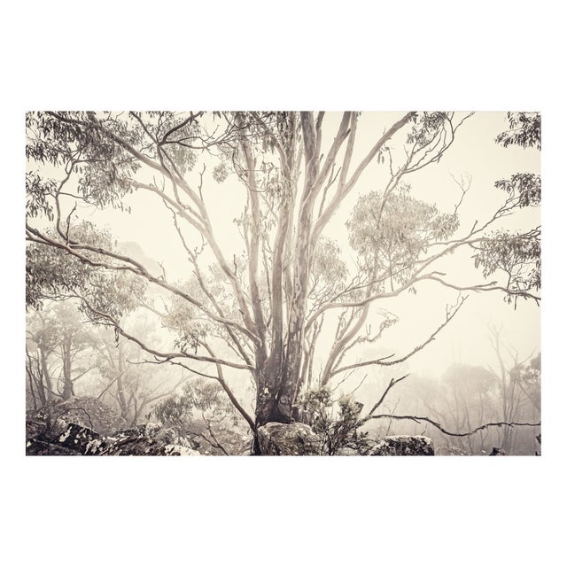 Morgan Silk, Eucalyptus I, Print For Sale