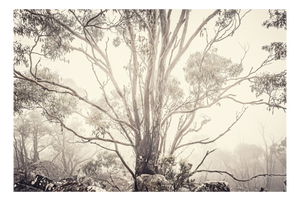 Morgan Silk, Eucalyptus I, Print