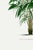 Green Vintage Palm Tree Illustration, Botanical Art Print Reproduction, 16" X 24" For Sale - Image 8 of 9