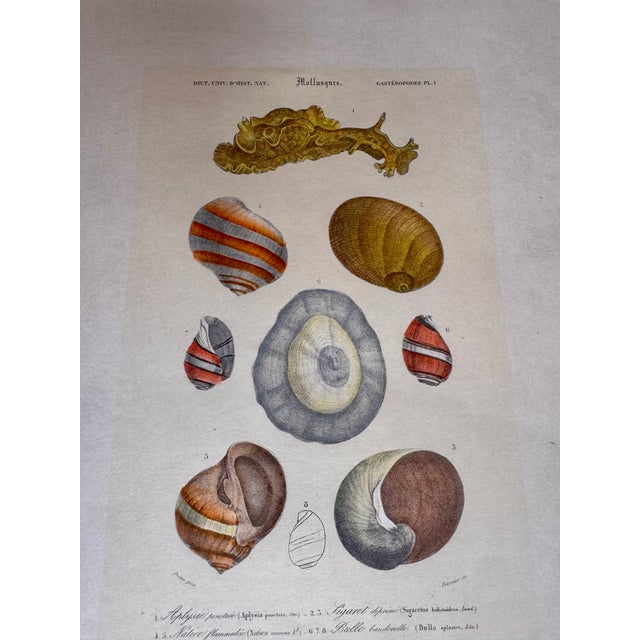 Printmaking Materials Late 19th Century Mollusques Shell Prints Gastéropodes Plates Fleur De Lis Embossed Paper - Set of 3 For Sale - Image 7 of 11
