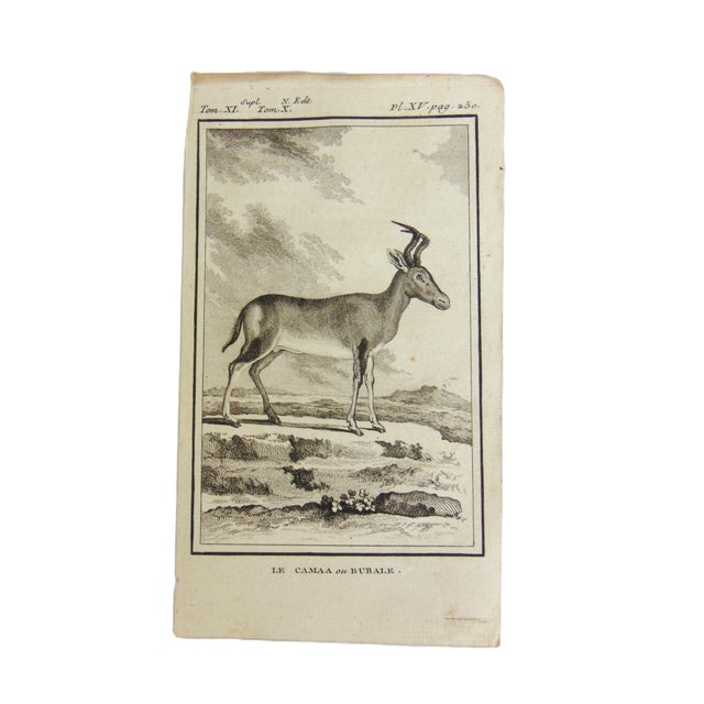 Mid 18th Century Set of 4 Antique Copper Plate Engravings Prints Buffon 1782 For Sale - Image 5 of 5