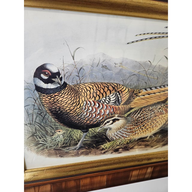 Beautifully done and very decorative set of prints depicting game birds. Exotic pheasants ducks etc. Lovely composition...